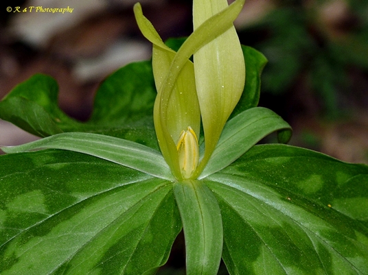 {Trillium luteum}